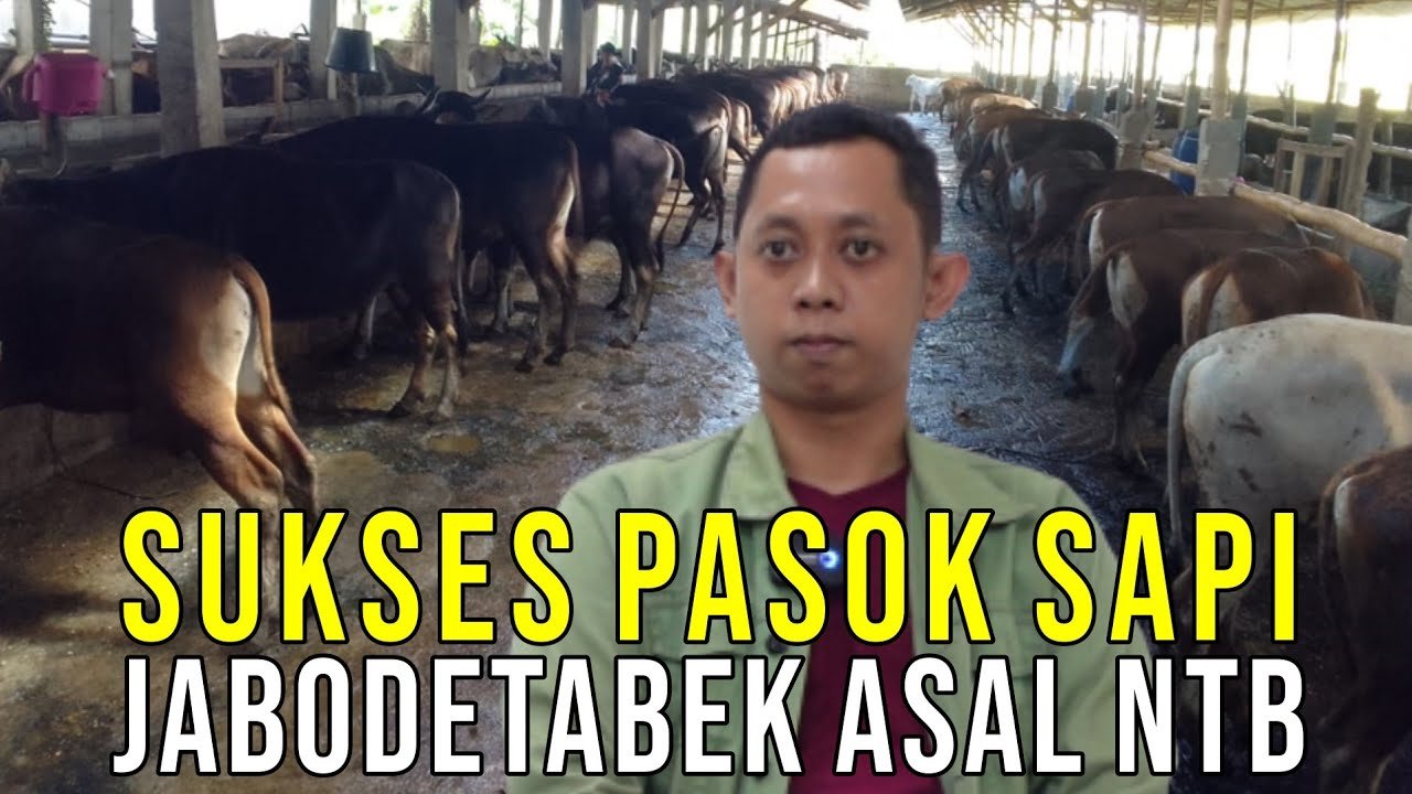 
                                 Sukses-Pasok-Sapi-Jabodetabek-Asal-NTB-Nusa-Tenggara-Barat
